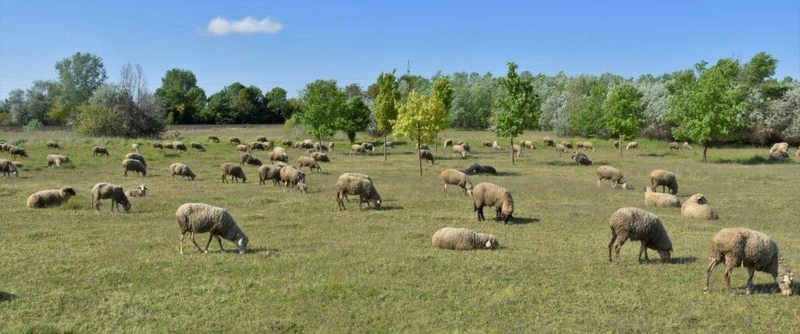 Jó érzés a juhásznak, ha szépen legel a birka / Fotó: Hraskó István
