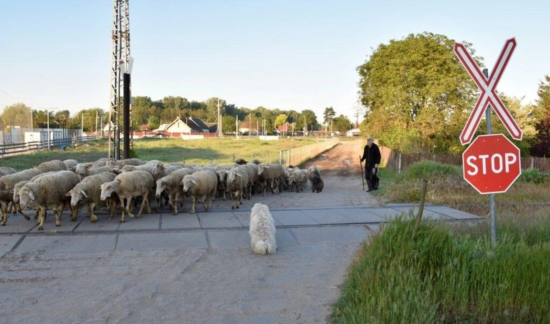 Béla bácsi fejből tudja a menetrendet, mikor jön a vonat / Fotó: Hraskó István