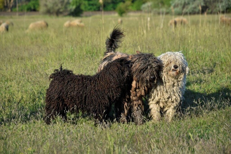 A három puli: Luca, Sajó, Sutyka / Fotó: Hraskó István
