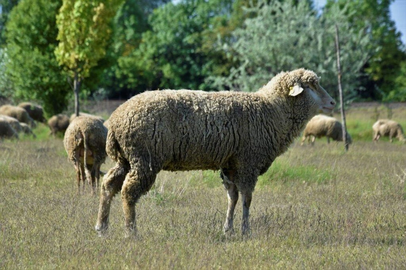 Fotó: Hraskó István