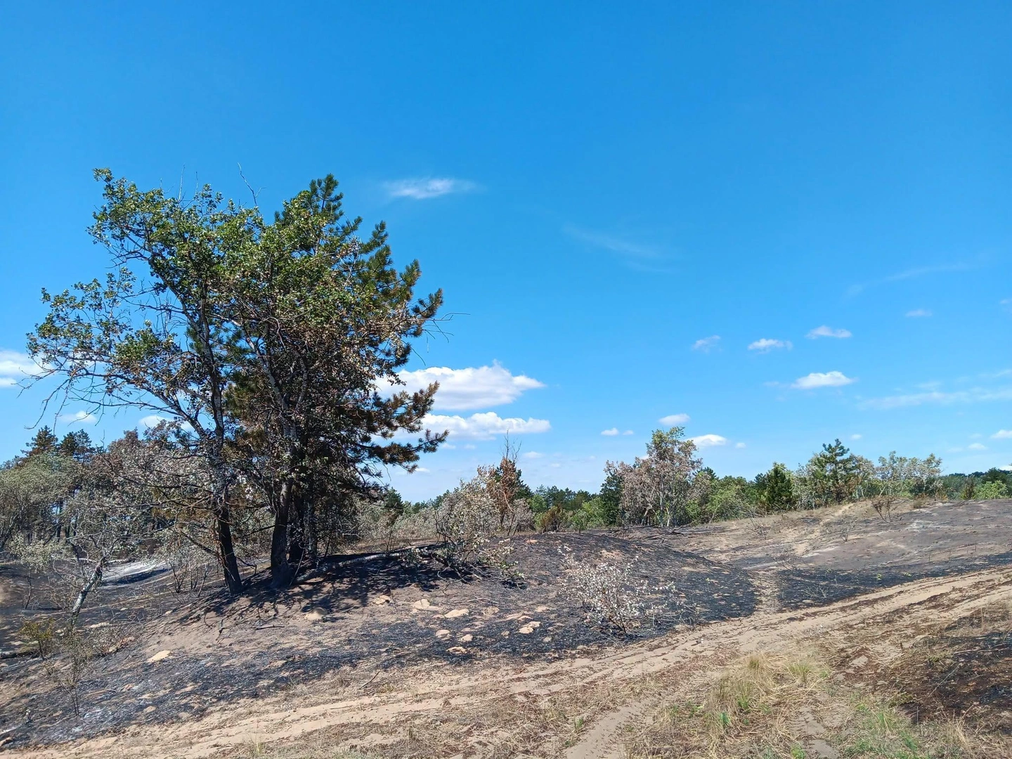 Bugaci Erdőtűz Kiskunsági Nemzeti Park (3)