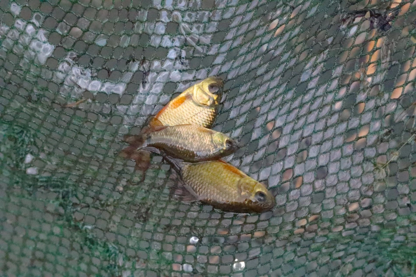 Kolon tó 2026 aug (60)