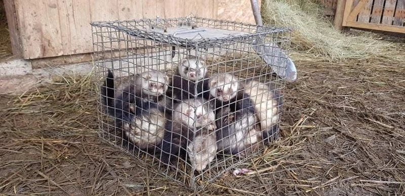 Magdus Péter patkányfogó vadászgörényei