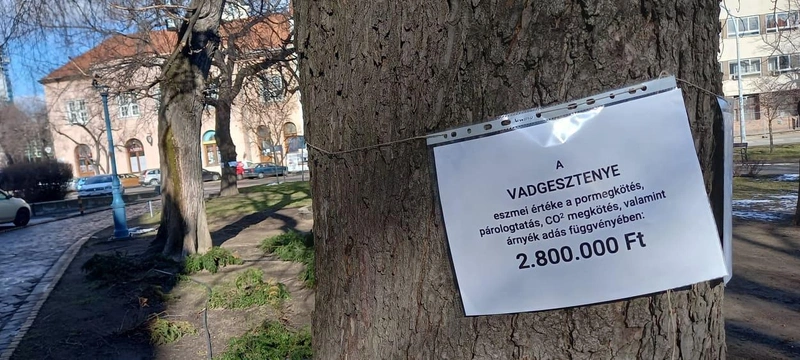 A fák értékben kimutathatók / Fotó: kecsup.hu