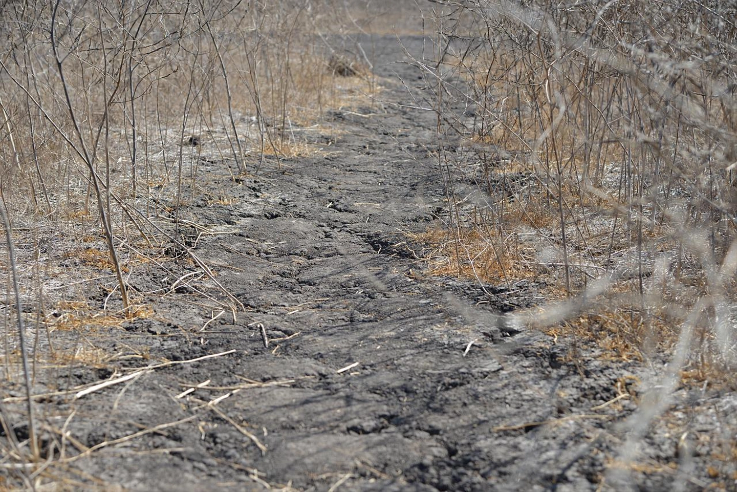 drought-602565_1280.jpg