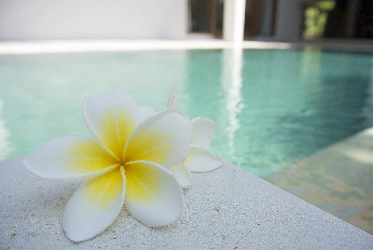 flower-g33cbb373b_1280.jpg