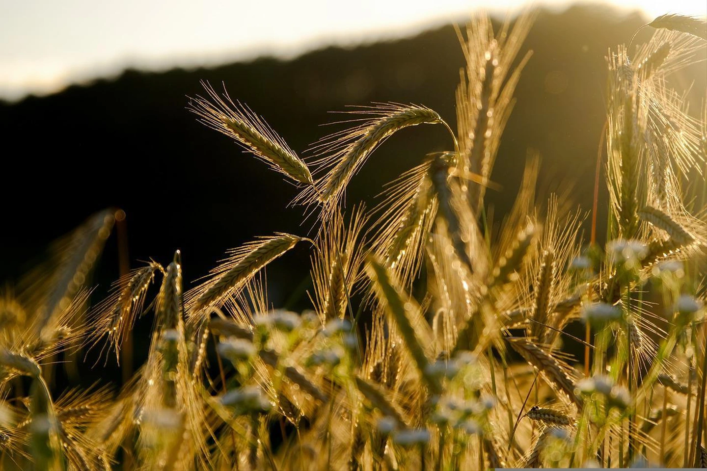 grain-5399962_1280.jpg
