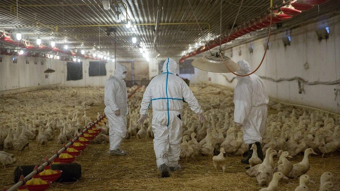madarinfluenza2.jpg