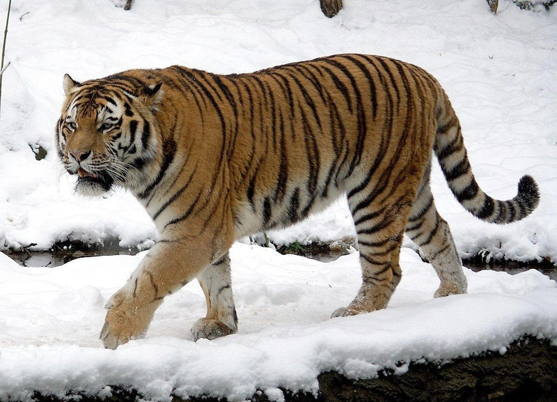 tigris.jpg