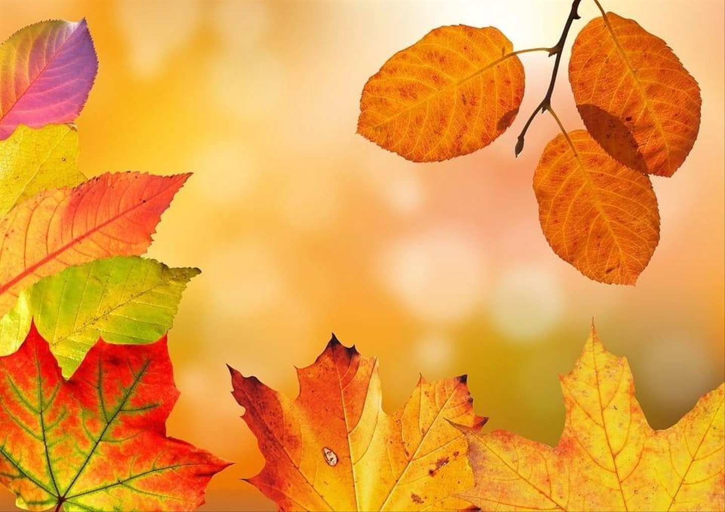 autumn-1649362_960_720.jpg
