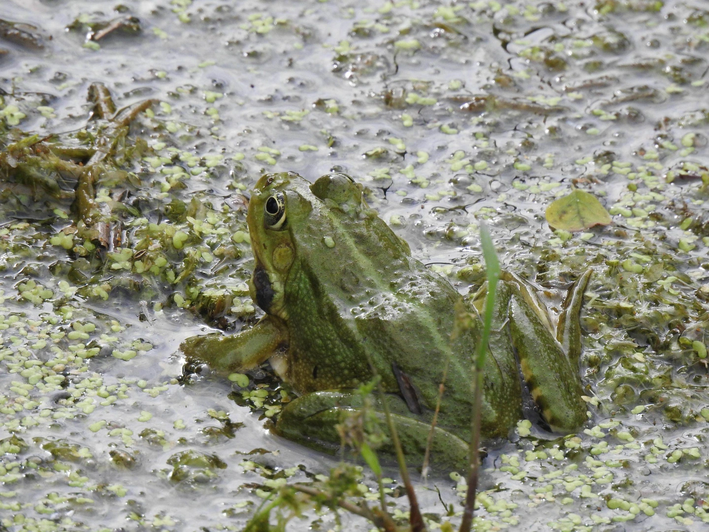 DSCN4954-scaled.jpg