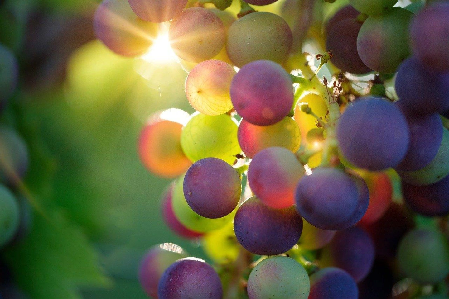 grapes-g761e5ad47_1280.jpg