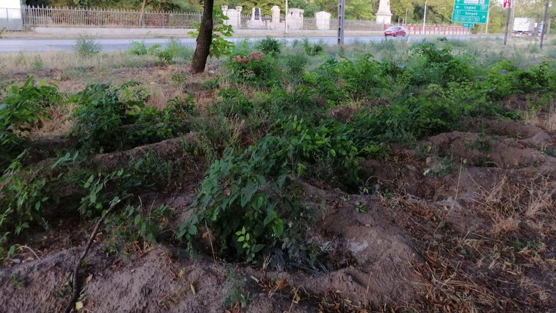 A Budai út mellett jól látszik a gödrös-mélytányéros kialakítás a vízmegtartás és vízpótlás érdekében, illetve az is, hogy mit jelent az elültetett növényeknek a már meglévő és föléjük boruló fák árnyéka / Fotó: KecsUP Hírek