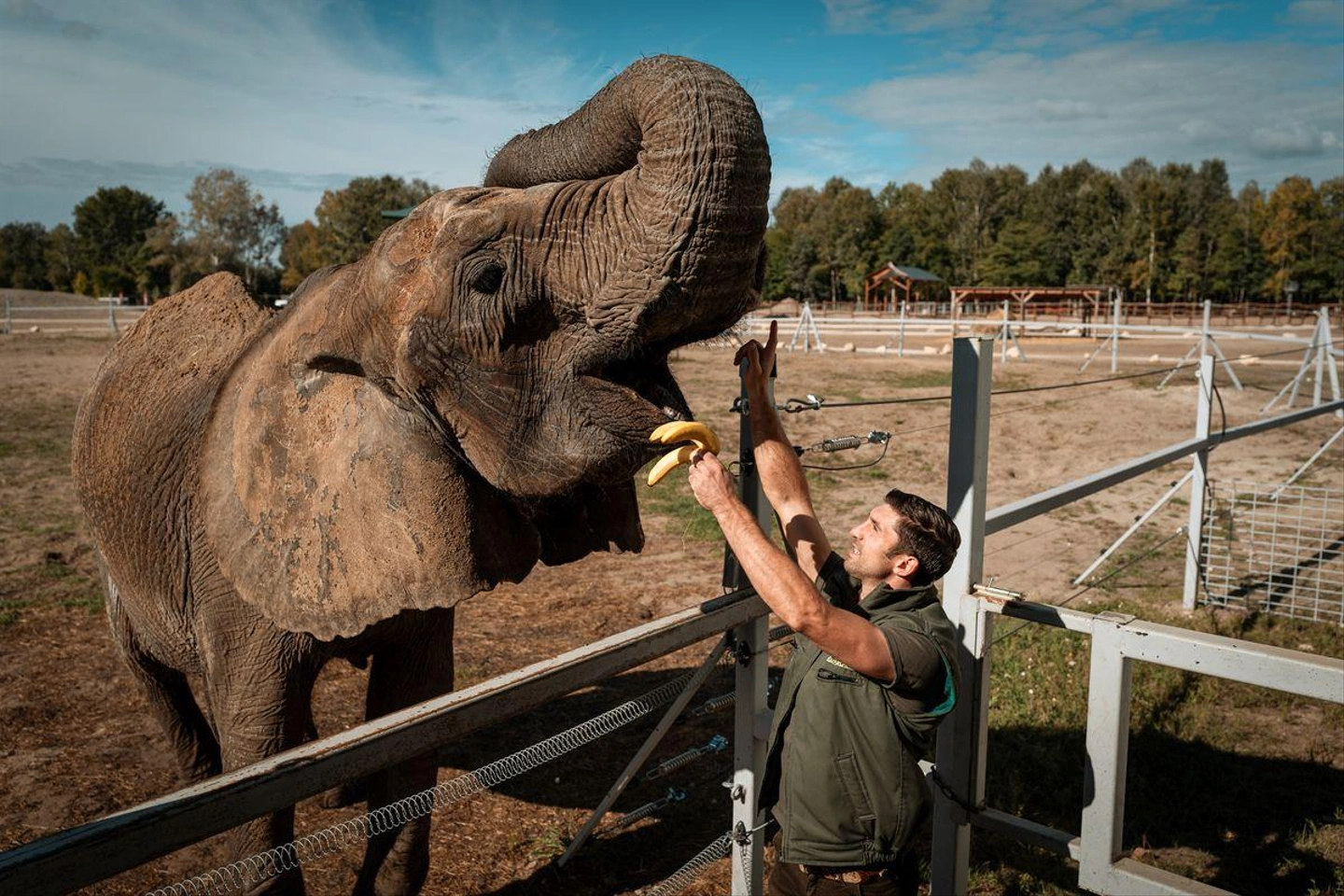 Nagykoros-elefant-Richter-2.jpg