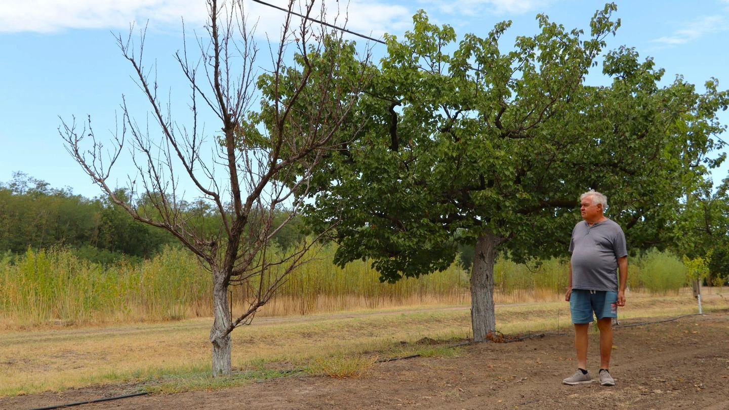 Kujáni Tanya (6)