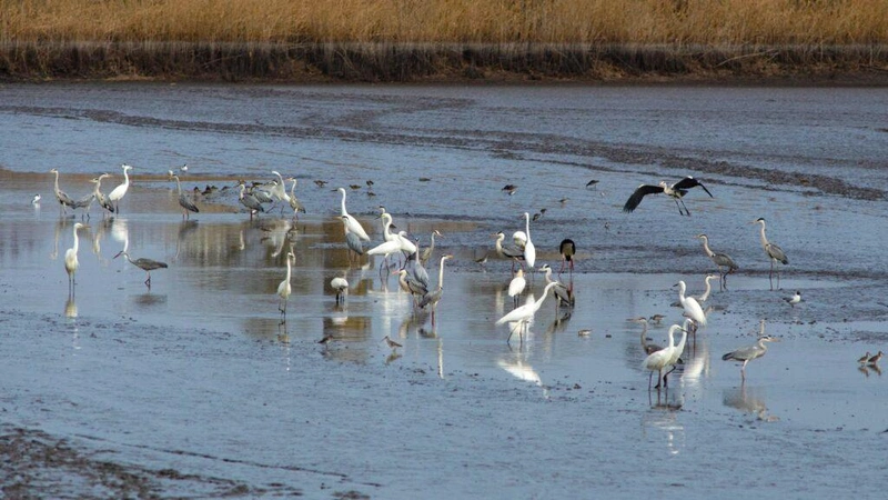 Fotó: Puskás József, Kiskunsági Nemzeti Park Igazgatóság
