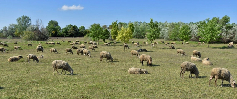 Jó érzés a juhásznak, ha szépen legel a birka / Fotó: Hraskó István