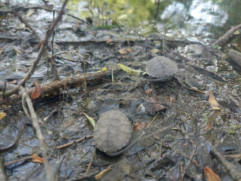 A tiszaalpári Nagy-tó felé igyekvő kisteknősök / Fotó: Kiss Mónika, Kiskunsági Nemzeti Park Igazgatóság