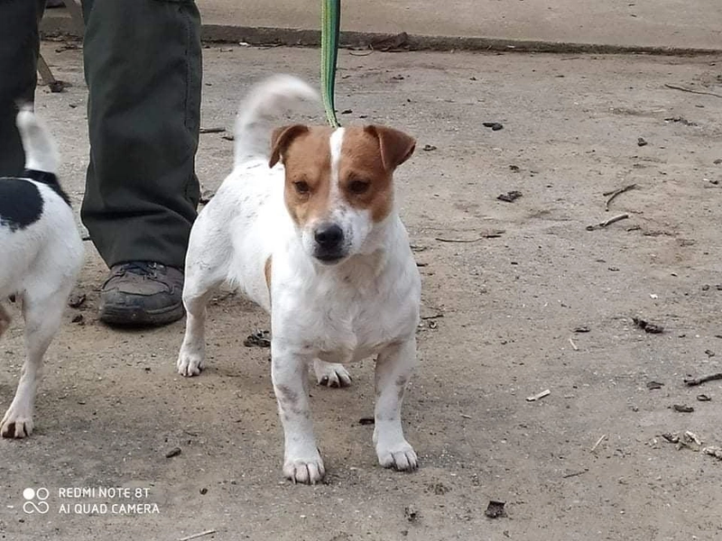 Magdus Péter patkányfogó kutyája