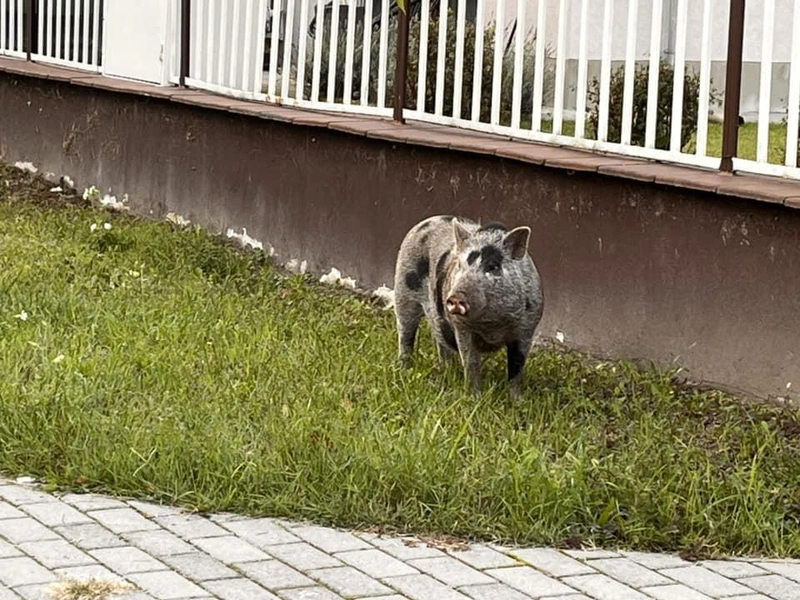 Forrás: Acsádi Gyula