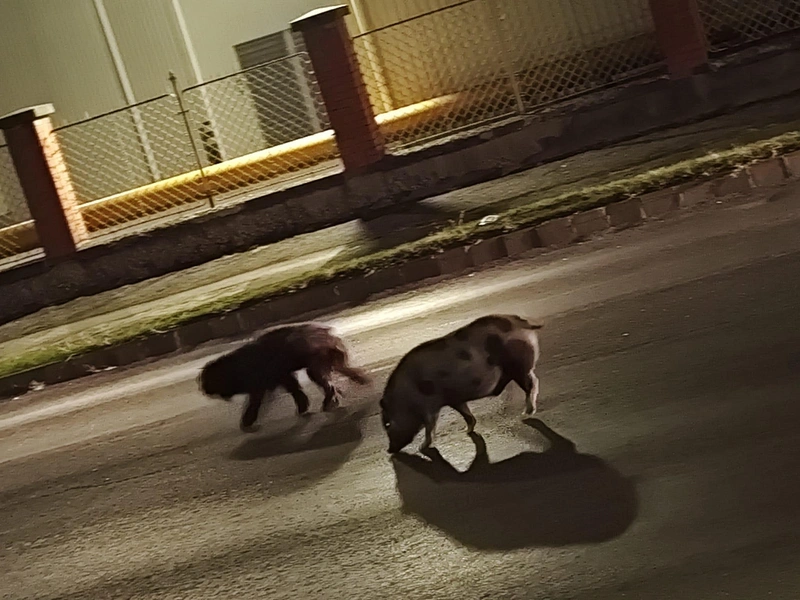 Forrás: Kecskeméten Hallottam csoport