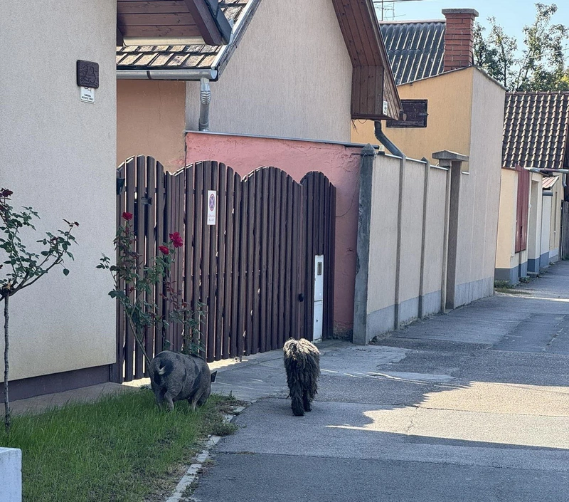 Forrás: Kecskeméten Hallottam csoport