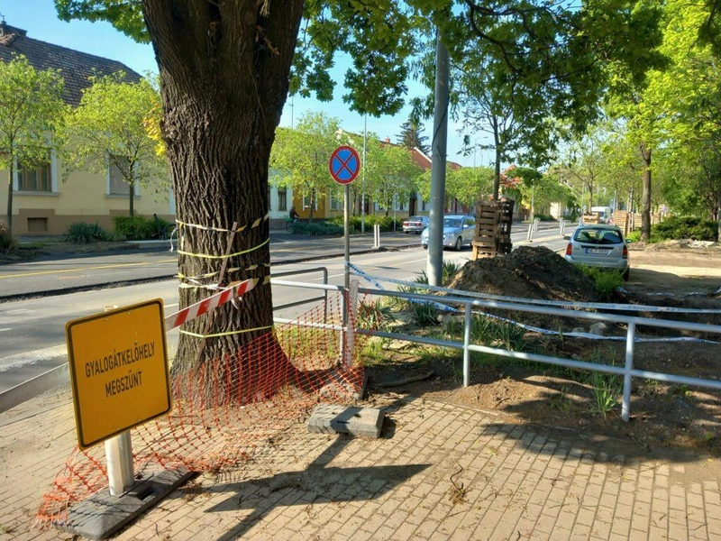 A Dózsa György úti ikonikus tölgyfa / Fotó: Hraskó István