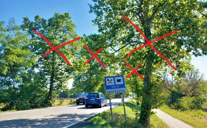 Kecskemét közelében az összes nagy fa eltűnhet az 52-es főút mellől / Fotó: Hraskó István