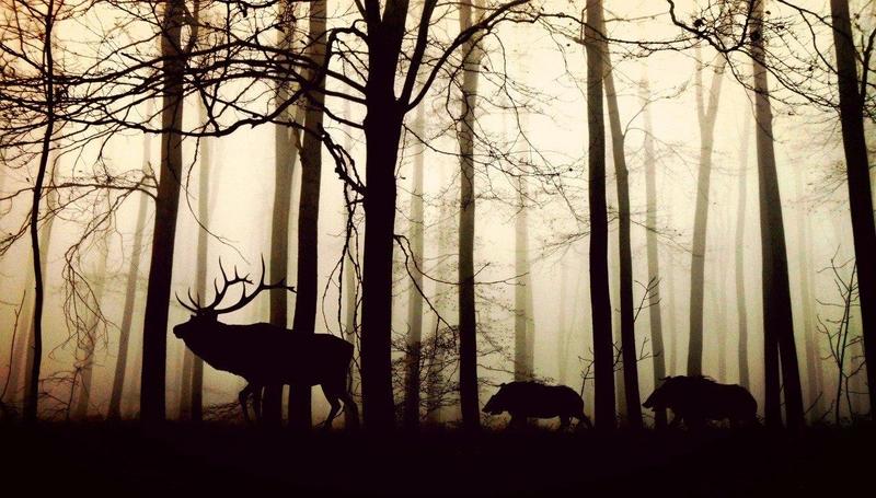 animals-g38641d66e_1280.jpg