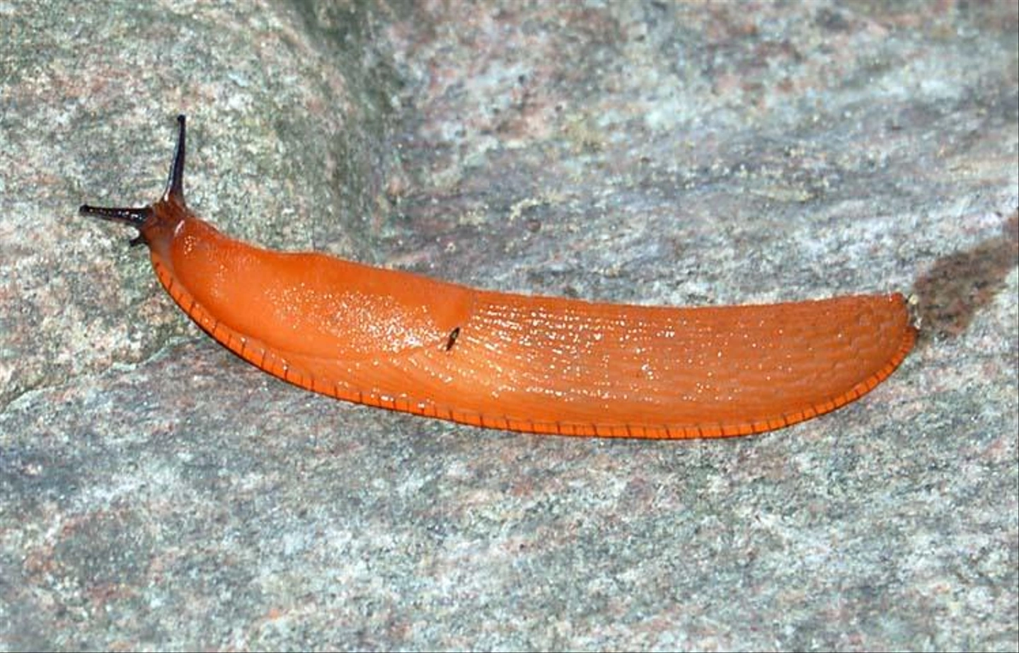 Arion_vulgaris_02.jpg