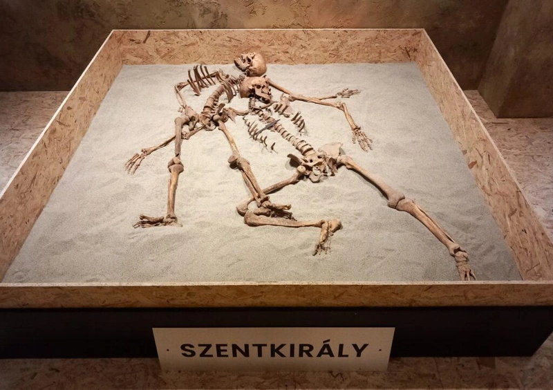 Szentkirály határában is feltártak a régészek egy avar kori települést – szénizotópos kormeghatározással az i. sz. 660-780 közöttire datálható -, és itt egy földbe mélyített melléképületben két férfi csontvázát találták. Kitekert pozícióban, egymáson helyezkedtek el, ez egyértelműen jelzi, hogy az elhunytakat az épületbe dobták és mindketten erőszakos halált haltak. Fotó: Hraskó István / KecsUP Hírek