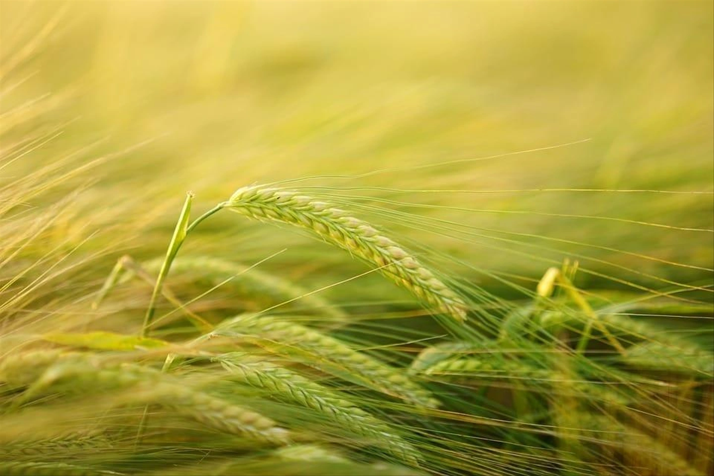 barley-2117454_960_720.jpg