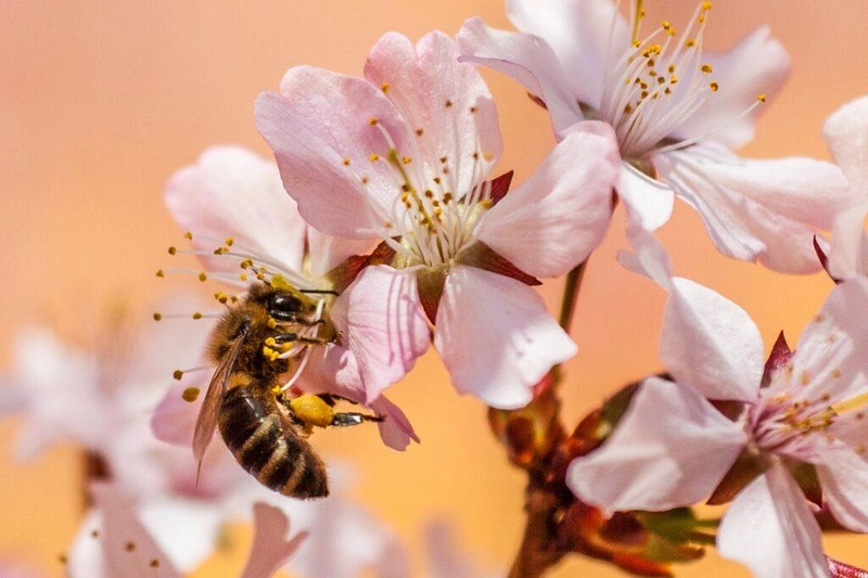 Forrás: Pixabay.com