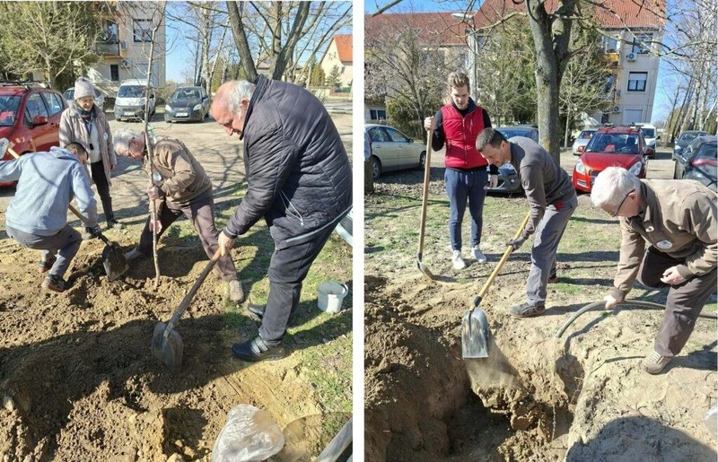 Faültetés a Nagy Lajos király körúton / fotók: Nánási Kiss Éva
