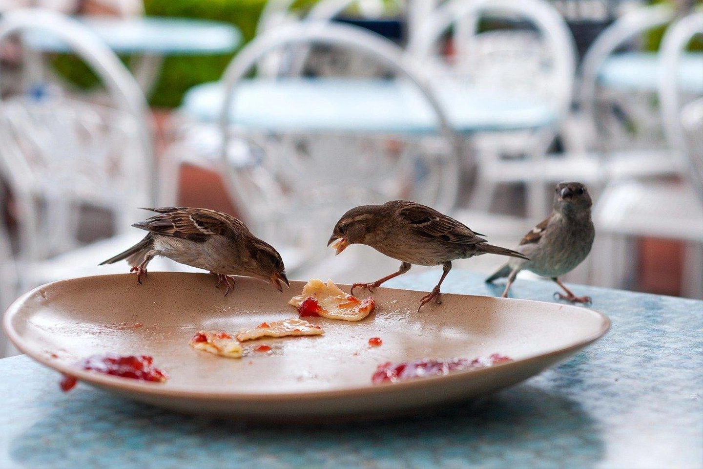 bird-2405491_1280.jpg