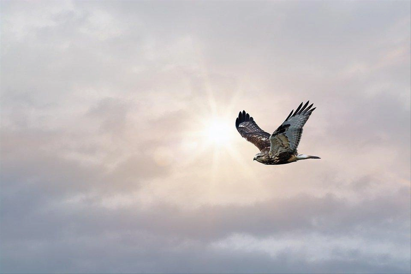 bird-4046901_960_720.jpg