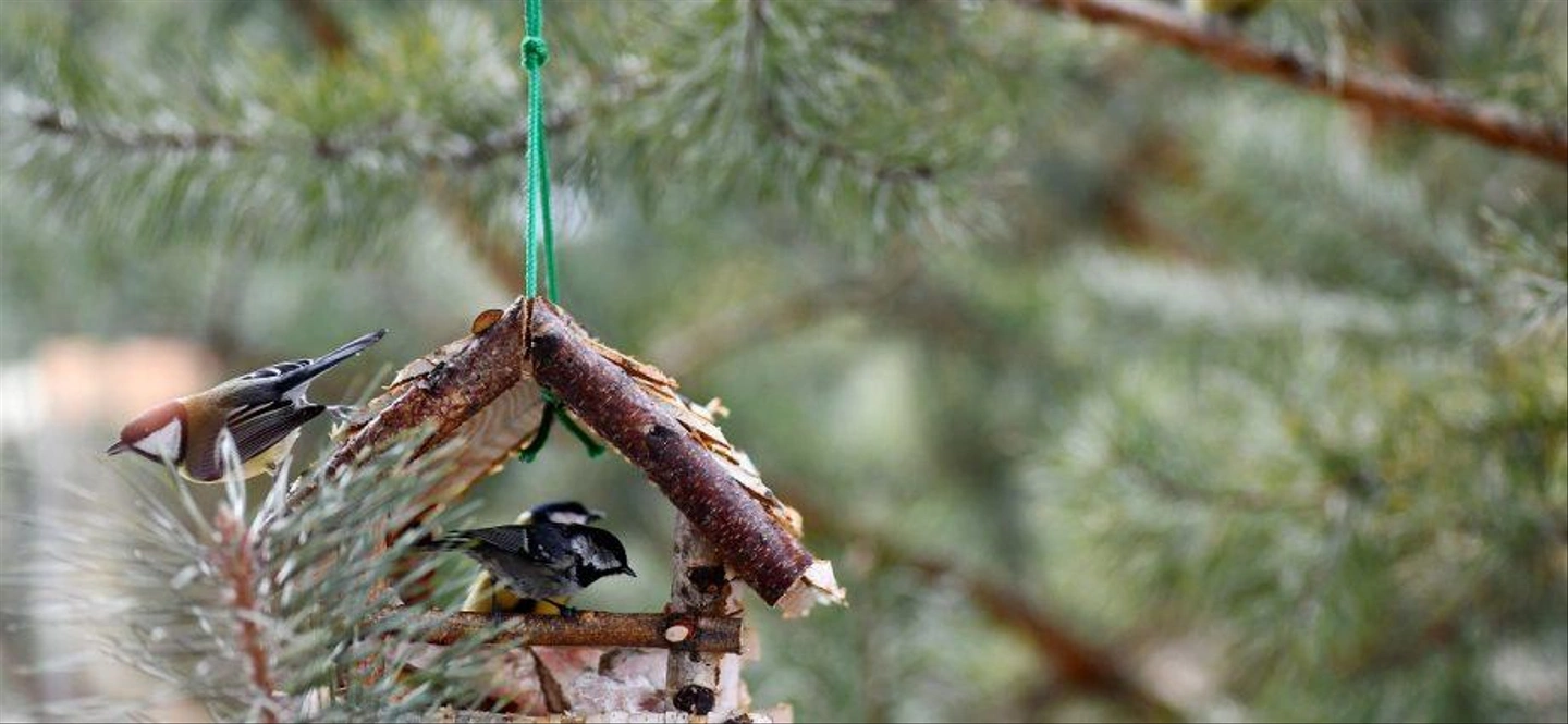 bird-eats-from-feeder-bird-eats-fat-winter-bird-eats-white-bread-920x425-1.jpg