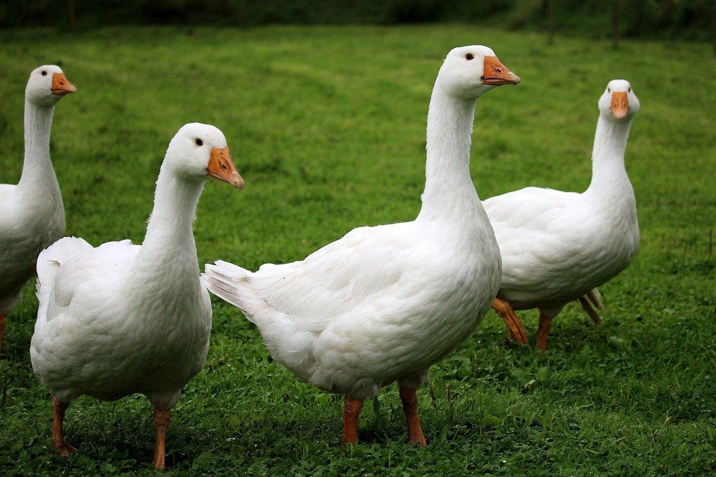 birds-gc61433910_1280.jpg
