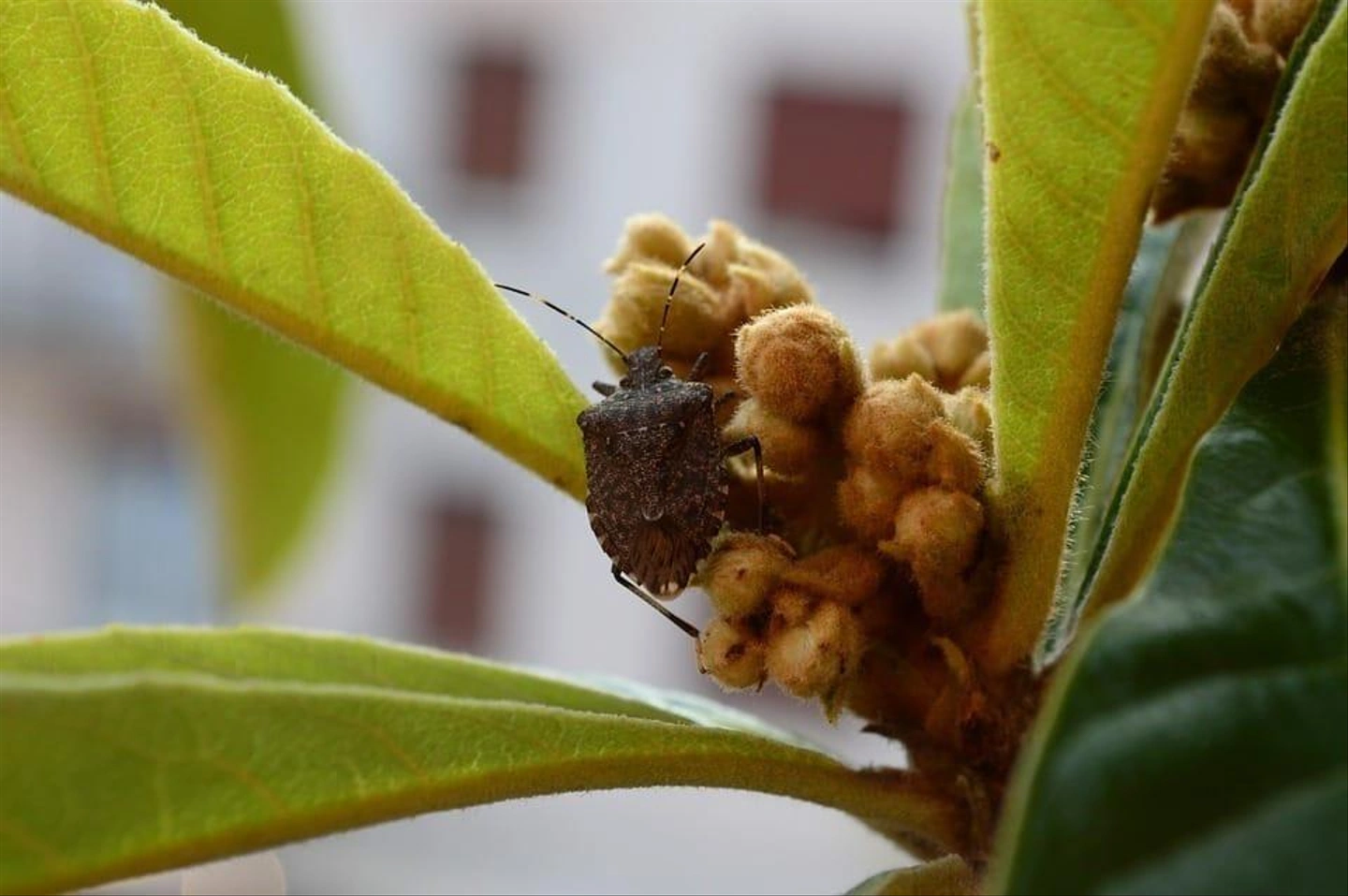 bug-1033983_960_720.jpg