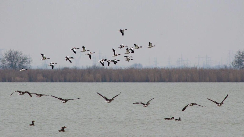 Bütykös ásóludak / Fotó: Puskás József, Kiskunsági Nemzeti Park Igazgatóság
