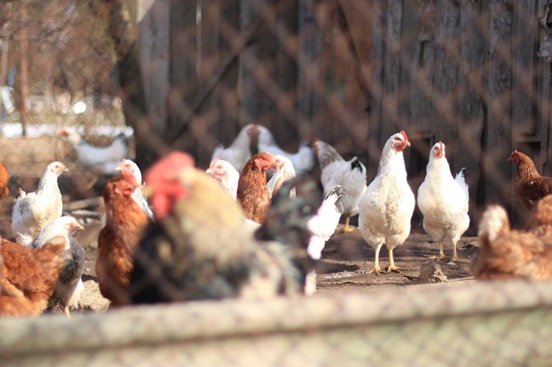 chickens-gfb59217c5_1280.jpg