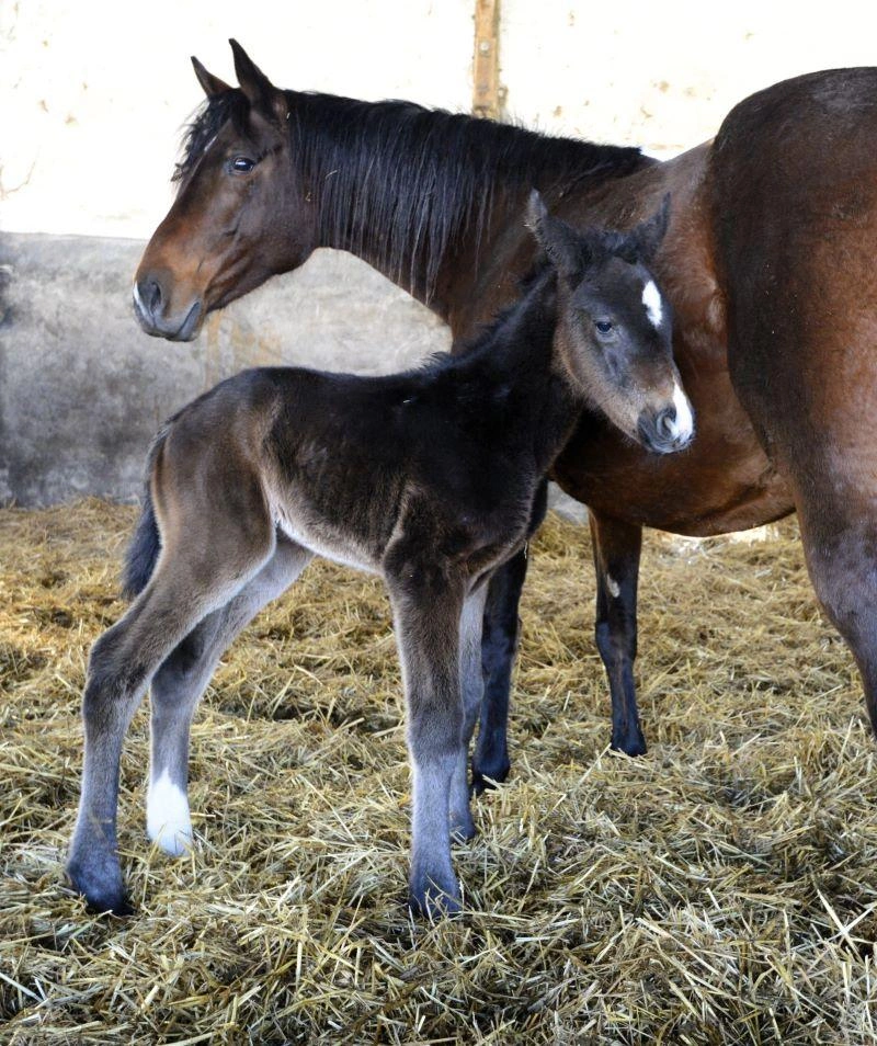 Fotó: Kiskunsági Nemzeti Park Igazgatóság