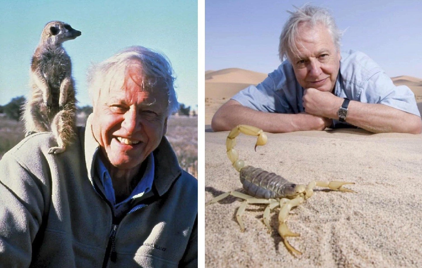 David-Attenborough.jpg