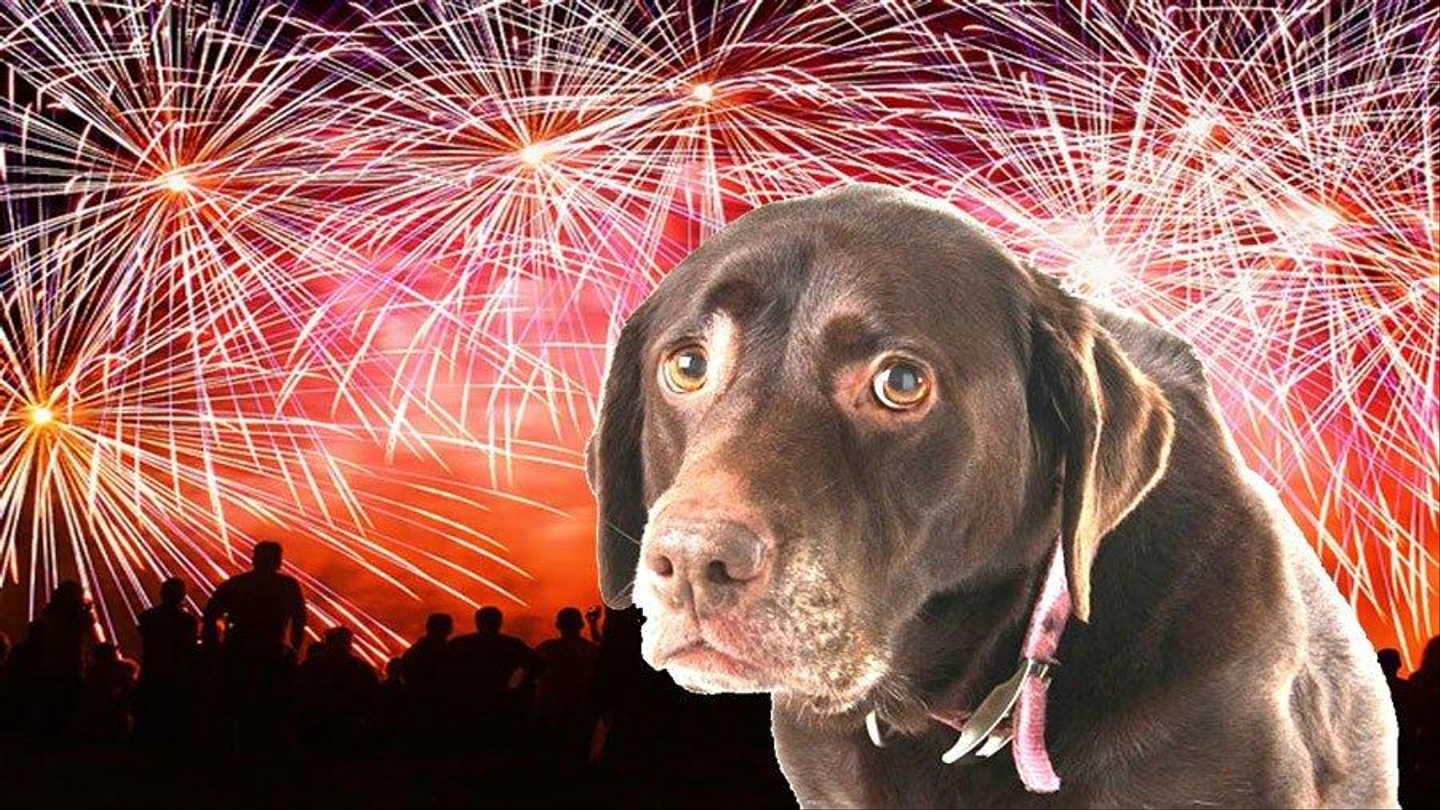 dog-scared-of-fireworks-anxiety-cbd.jpg