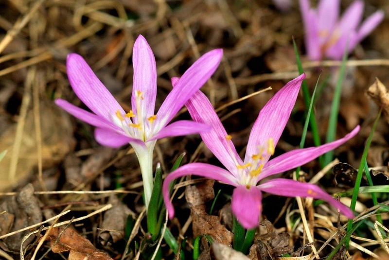 Forrás: knp.hu