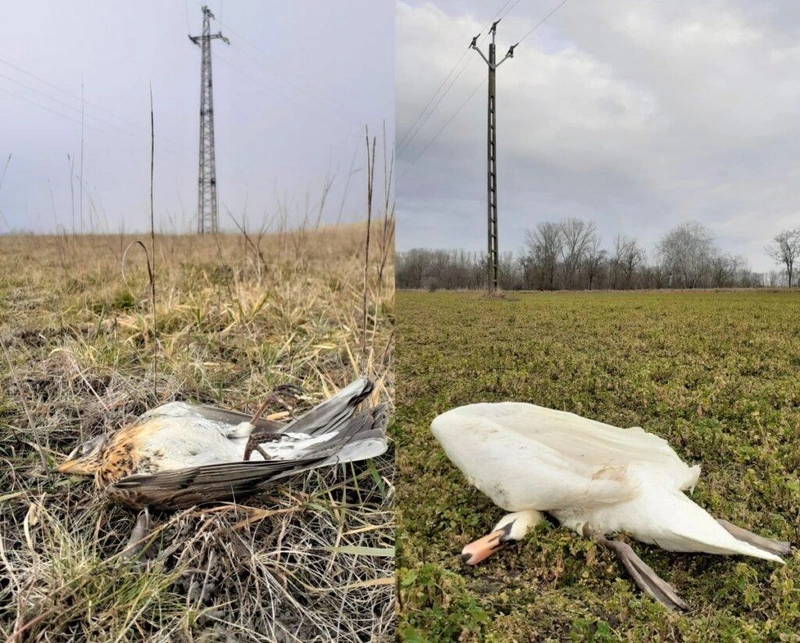 Légvezetékkel való ütközés miatt elpusztult fenyőrigó és hattyú / fotók: ifj. Turny Zoltán, Kiskunsági Nemzeti Park Igazgatóság honlapja