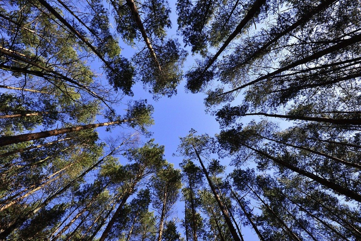 forest-ge6ee38f1b_1280.jpg