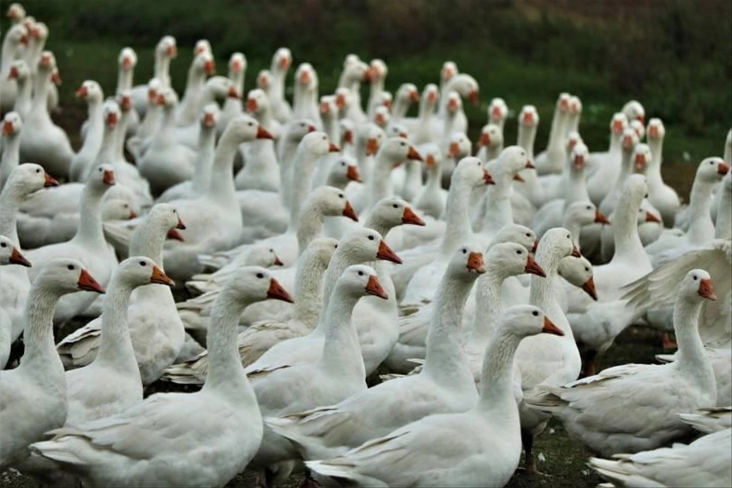 geese-5682476_1920-810x540-1.jpg