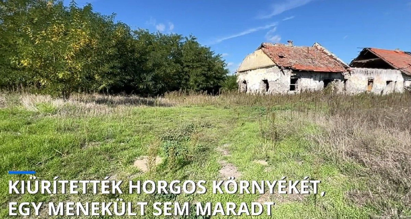 horgos.jpg