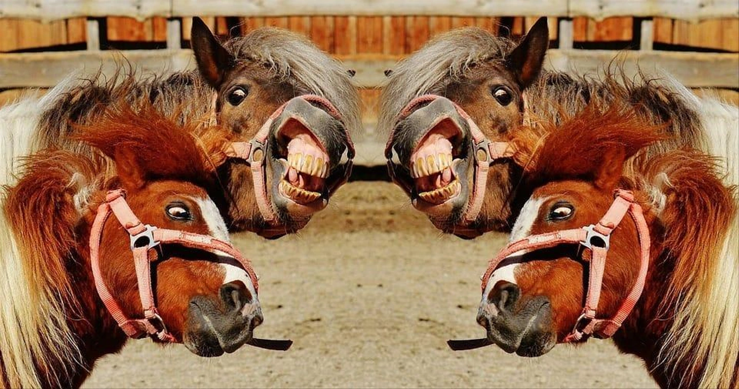 horses-1396651_960_720.jpg